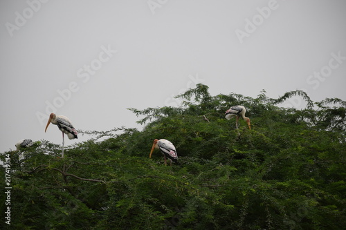 Migratory Birds