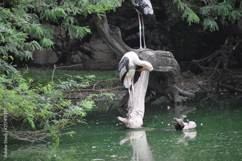 Migratory Birds