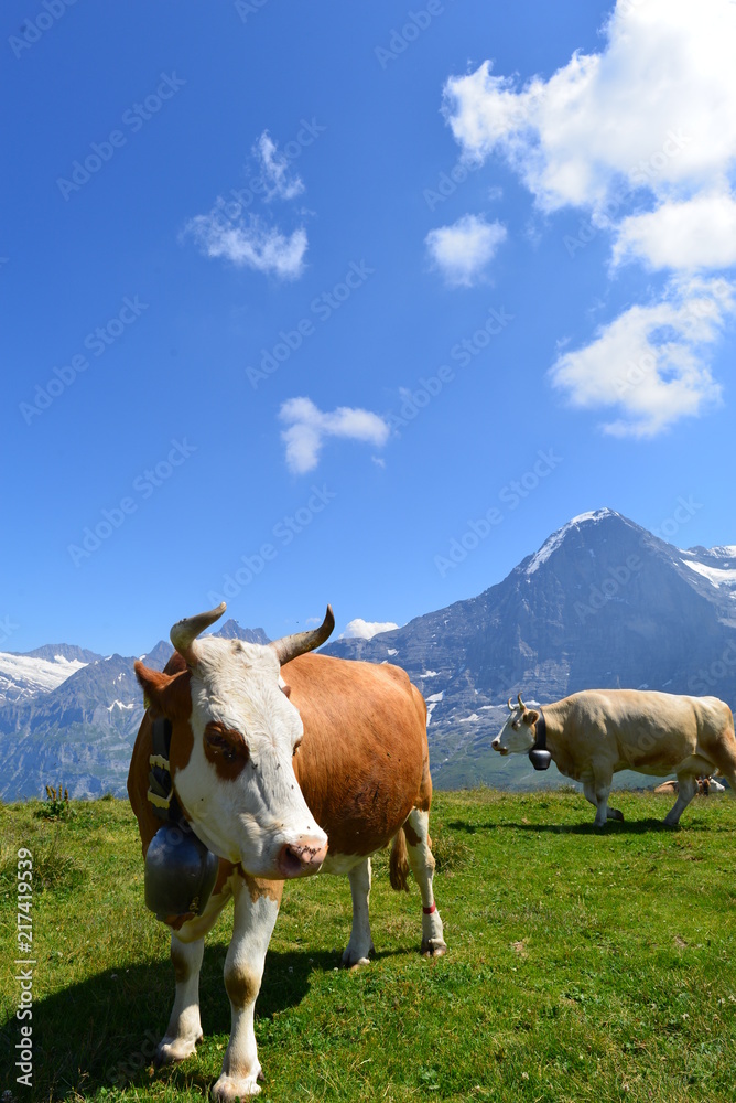 Fleckvieh/Simmentaler Kühe auf der Weide im Berner Oberland