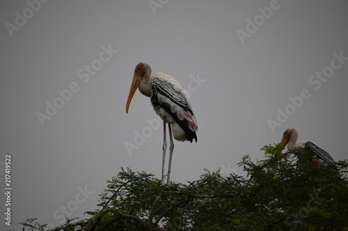 Migratory Birds