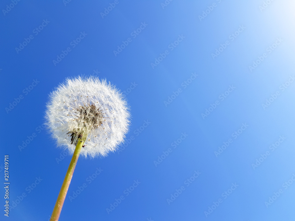 The seed head of a dandelion flower over the blue sky