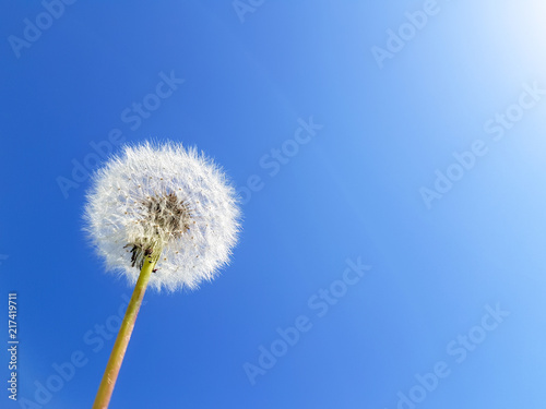 The seed head of a dandelion flower over the blue sky