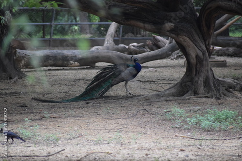 Peacock