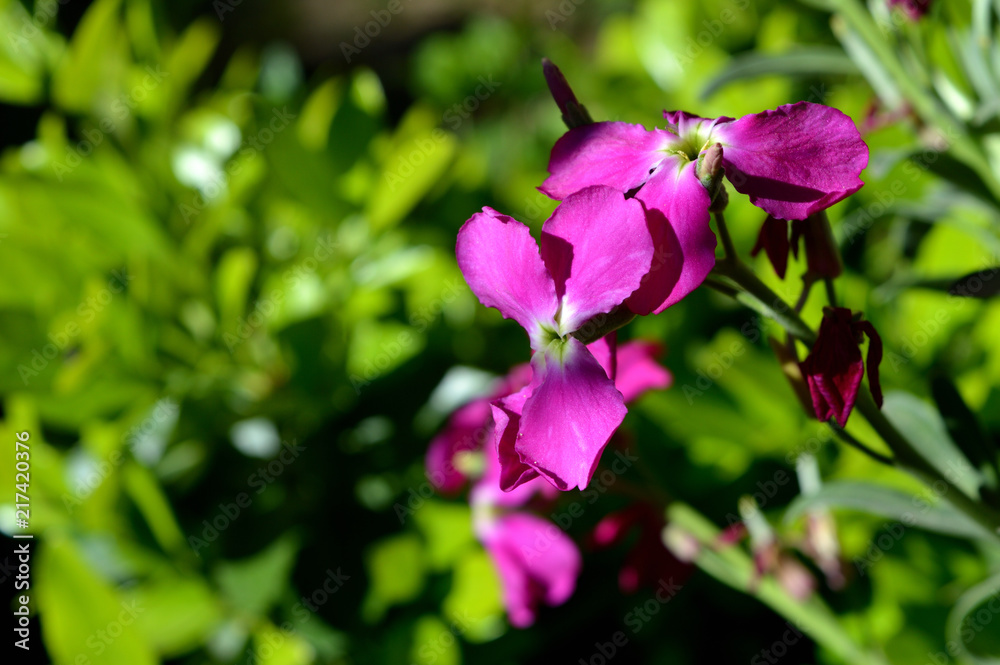 Close-up of Matthiola Incana Flowers. Purple Hoary Stock, Tenweeks Stock, Violaciocca Close-up of Matthiola Incana Flowers. Purple Hoary Stock, Tenweeks Stock, Violaciocca