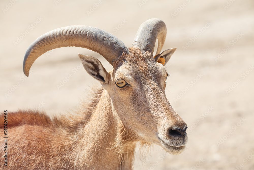 Barbary sheep, Ammotragus lervia or arrui close up on sand background 
