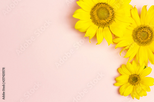 Fototapeta Naklejka Na Ścianę i Meble -  Yellow sunflowers on pink background with copy space.