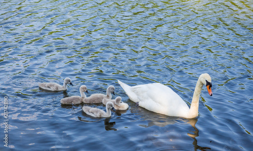 Parent swan on lake teaching thier cygnets how to look for food at Yarrow Valley Country Park, Chorley, Lancashire, UK photo