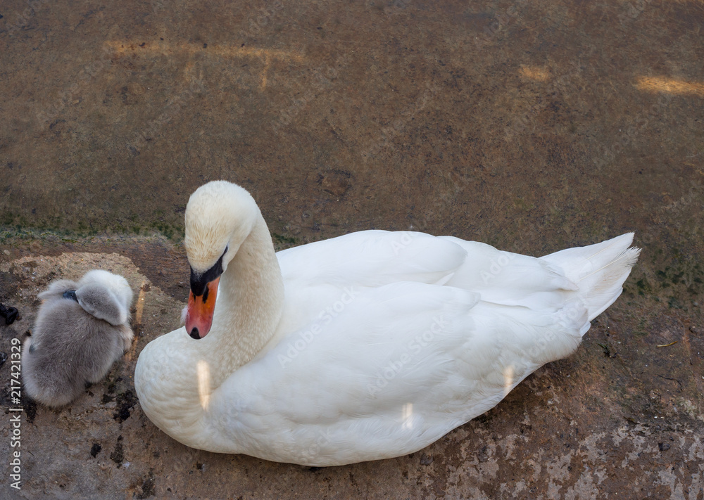 Parent swans on lake teaching thier how to look for food at