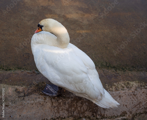 Muts swan on lake at Yarrow Valley Country Park, Chorley, Lancashire, UK photo