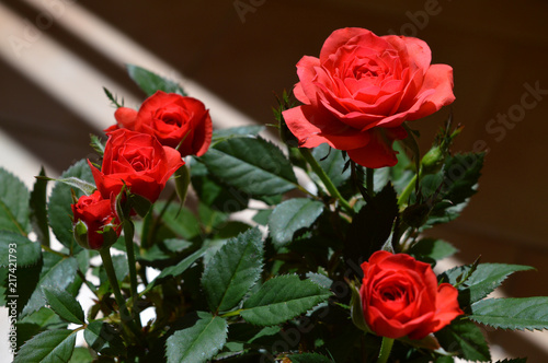 Close-up of a Small Red Roses Plant  Nature  Macro