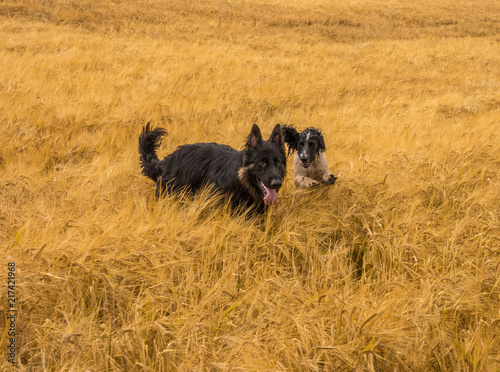 Family dogs enjoying romping in golden wheat field at Pickmere, Knutsford, Cheshire, UK photo