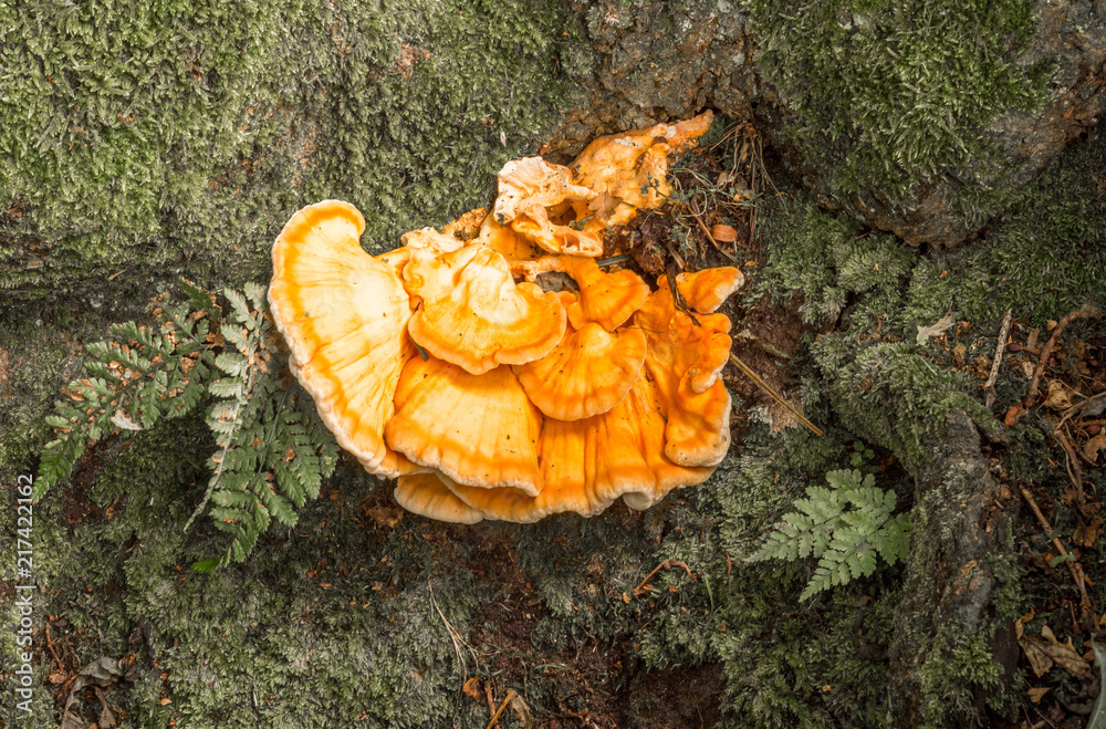 Beautiful golden bracket fungus growing on tree bark on the edge of Pickmere Lake, Knutsford, Cheshire, UK Beautiful golden bracket fungus growing on tree bark on the edge of Pickmere Lake, Knutsford, Cheshire, UK
