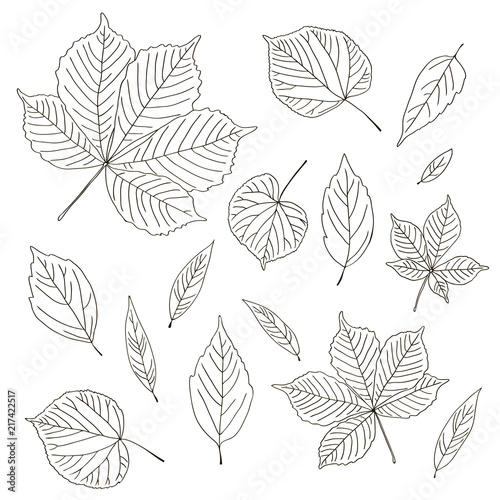 vector contour chestnut linden ash willow carved leaf tree element coloring book for your design and text spring summer autumn season © maria_morozova