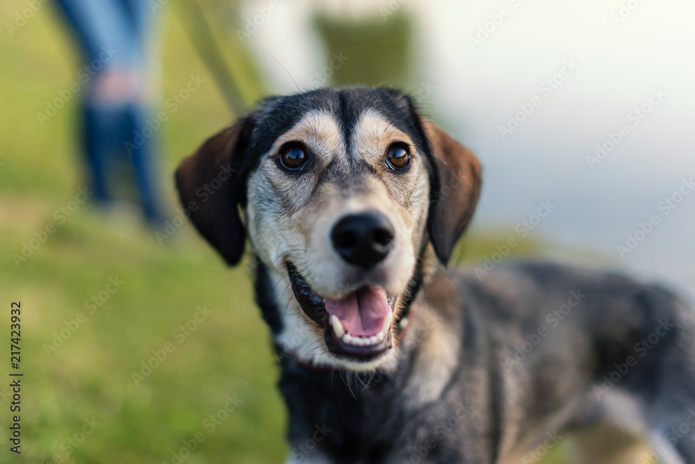 Breed dog breeds Husky and English spaniel Breed dog breeds Husky and English spaniel