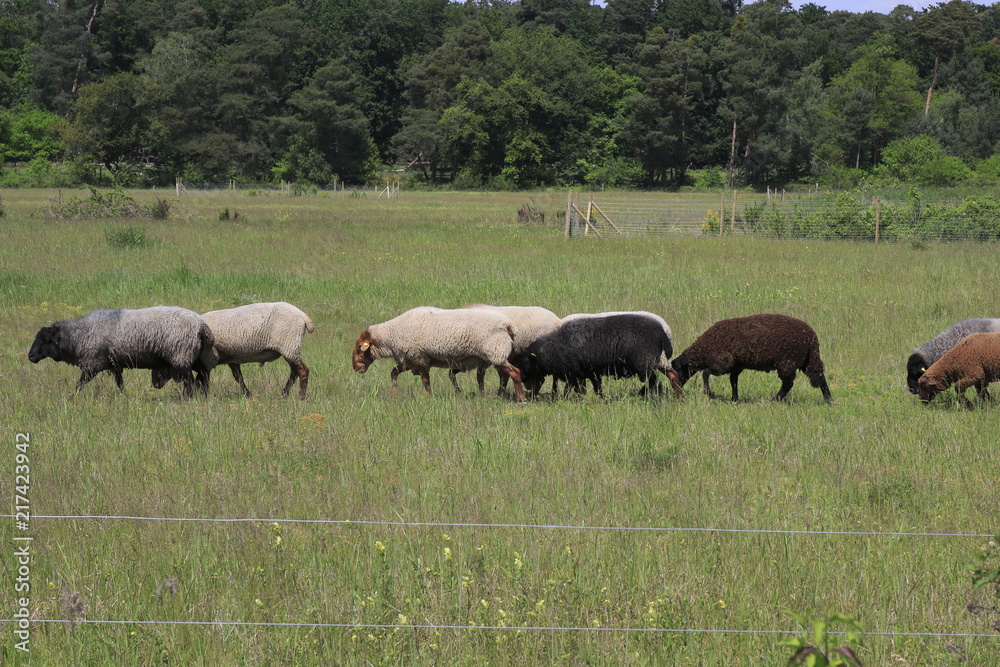 Schaf Herde auf der Weide im öffentlichen Naturpark, Sanddünen Sandweier - Baden-Baden