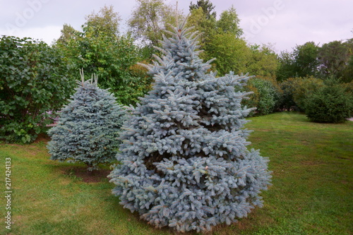 blue spruce tree in the city park