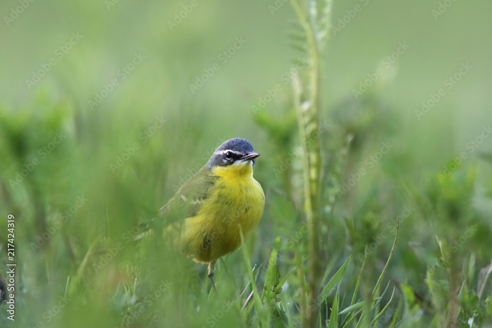 Fototapeta premium Green meadow
