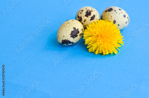 three quail eggs and one flower of a dandelion on a blue background