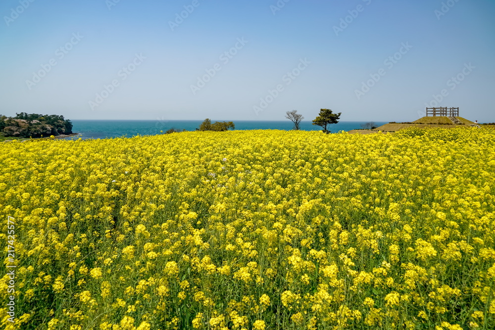 菜の花　長崎鼻