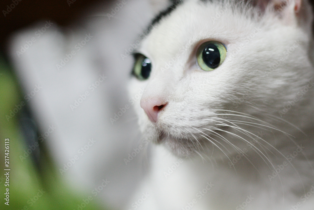 Black and White cat sitting on the wooden floor in house Black and White cat sitting on the wooden floor in house