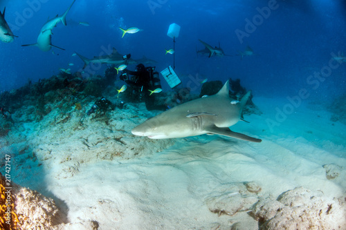 Lemon shark at the Bahamas