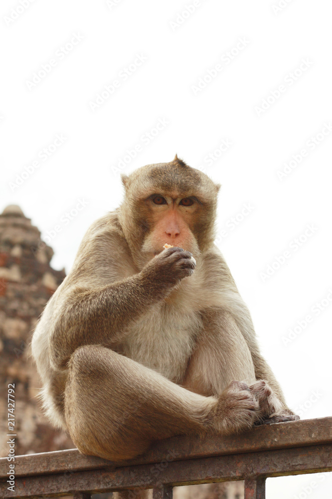Monkey macaque sitting on the Iron rail in the ancient temple of Thailand