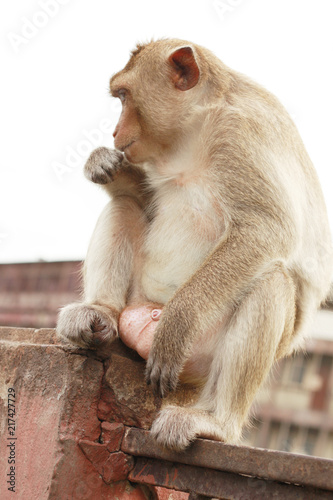 Monkey macaque sitting on the Iron rail in the ancient temple of Thailand © cocorattanakorn