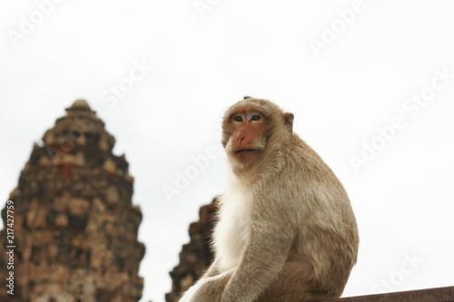 Fototapeta Naklejka Na Ścianę i Meble -  Monkey macaque sitting on the Iron rail in the ancient temple of Thailand