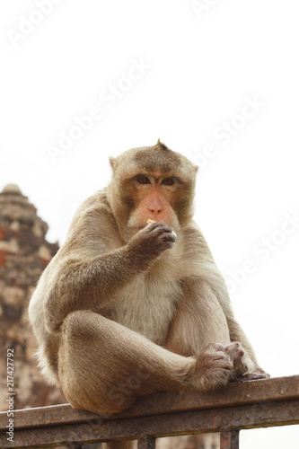 Monkey macaque sitting on the Iron rail in the ancient temple of Thailand © cocorattanakorn