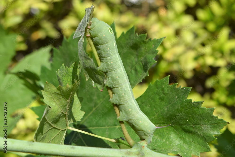oleander hawk moth oleander hawk moth