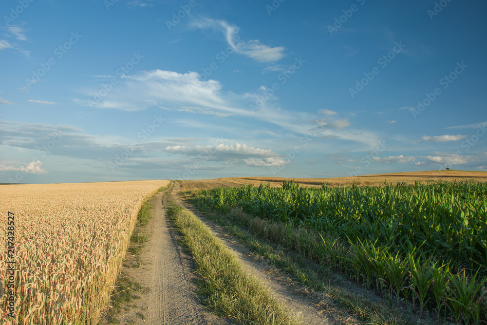Road and field of corn, horizon and clouds in the blue sky
