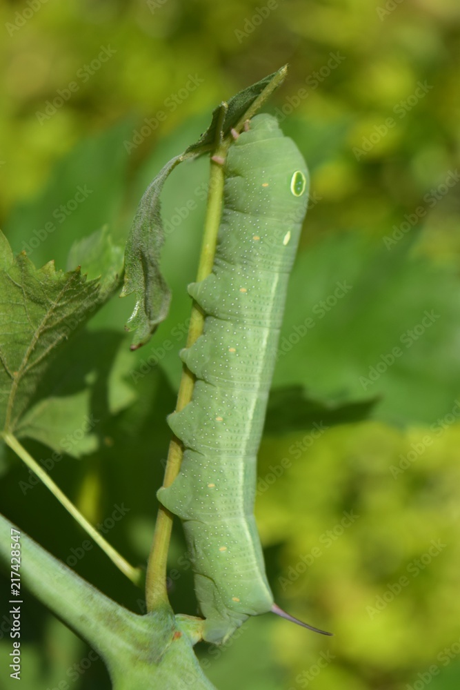 Naklejka premium oleander hawk moth