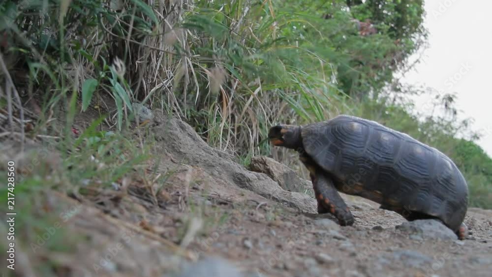 Red footed tortoise living in the wild on the caribbean island of Saint Barthelemy Red footed tortoise living in the wild on the caribbean island of Saint Barthelemy
