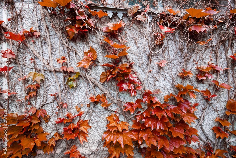Red ivy leaves on a gray concrete wall in autumn, background texture surface photo Red ivy leaves on a gray concrete wall in autumn, background texture surface photo