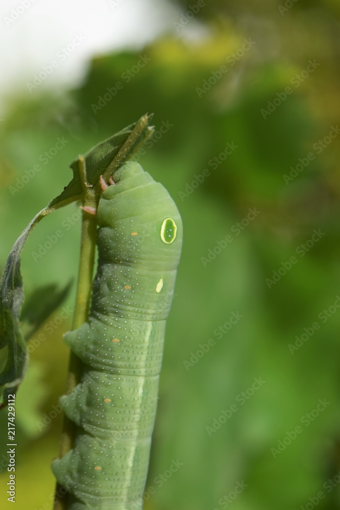 Naklejka premium oleander hawk moth