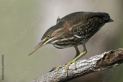 Juvenile Green Heron stalking its prey from a branch overhanging the water