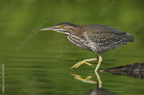 Juvenile Green Heron stalking its prey in a shallow river
