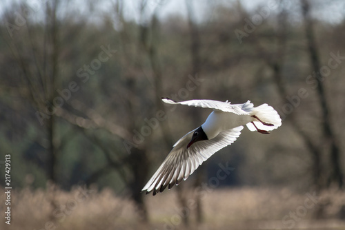 Tern in flight © FoTom