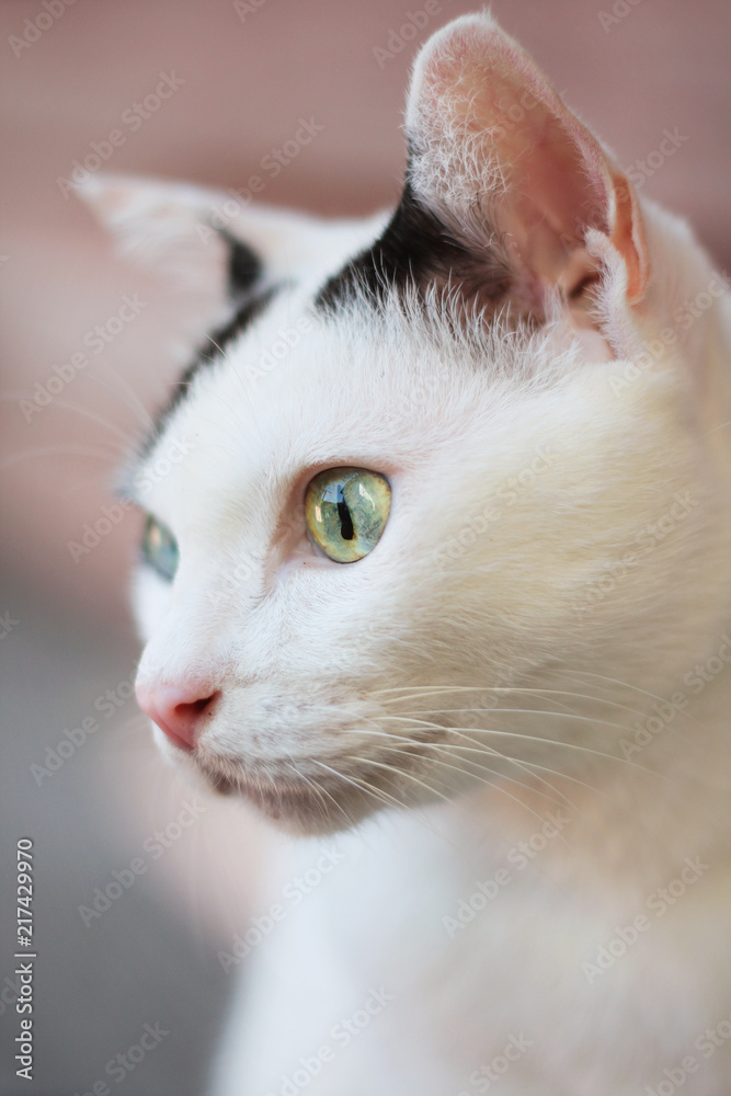 Cute Black and White cat sitting on the wooden floor and relax around the house.Cats lover Cute Black and White cat sitting on the wooden floor and relax around the house.Cats lover