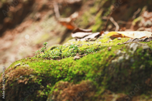 Green moss growing on the rock in the forest