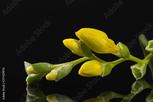 Flowers of beautiful yellow freesia isolated on black background, buds
