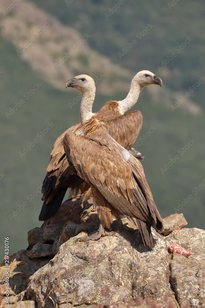 Griffon vultures (Gyps fulvus) perched on a cliff Griffon vultures (Gyps fulvus) perched on a cliff