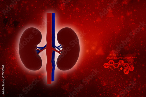 3d rendering human kidneys