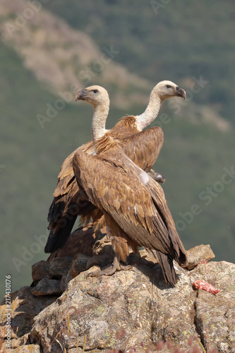 Griffon vultures  Gyps fulvus  perched on a cliff