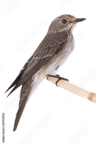 Spotted Flycatcher photo