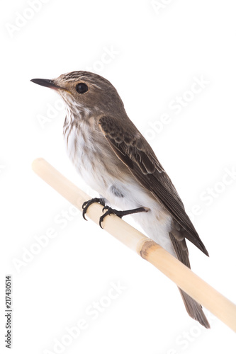 Spotted Flycatcher photo