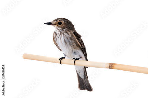 Spotted Flycatcher photo