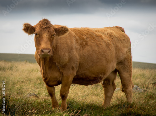 South Devon Cow