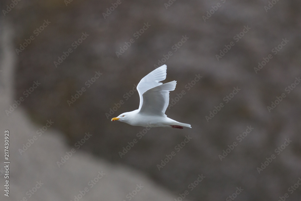 flying glaucous burgomeister gull (Larus hyperboreus) flying glaucous burgomeister gull (Larus hyperboreus)