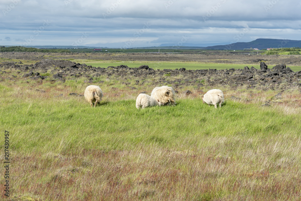 Sheep herd in Iceland